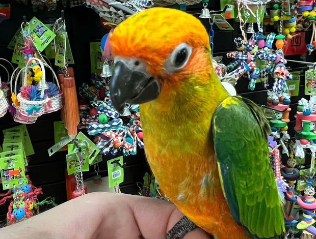 Conure Tamed Conure birds for sale