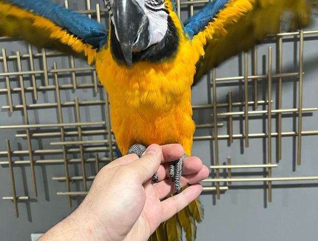 African Grey Parrot Talking birds/parrots for sale