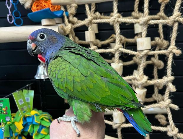 Pionus Tamed Pionus parrots for sale