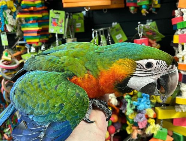 African Grey Parrot Talking birds/parrots for sale