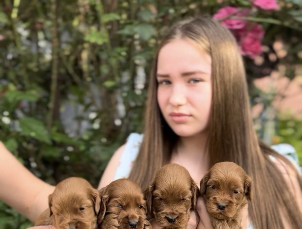 Other Cockapoo  puppies for sale