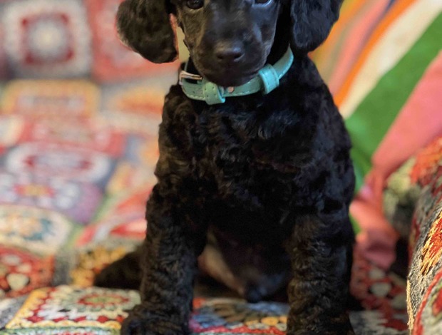 Poodle Toy Poodle puppies for sale