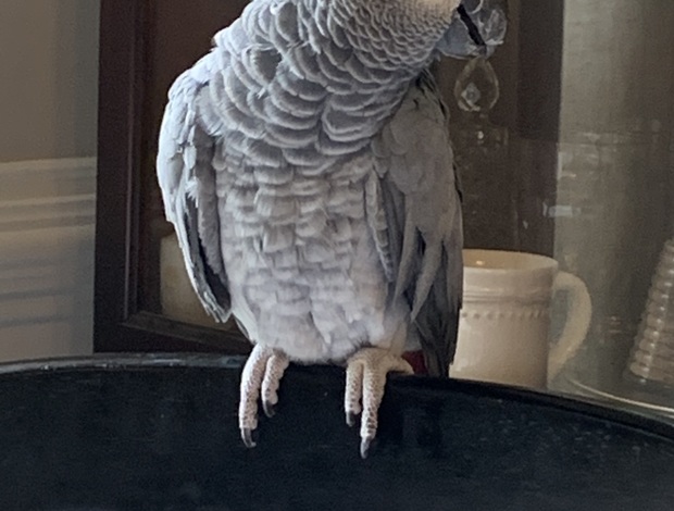 African Grey Parrot Gracie