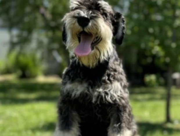 Miniature Schnauzer Miniature schnauzer  puppies