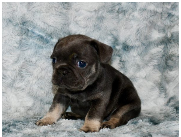 French Bulldog San Diego French Bulldogs