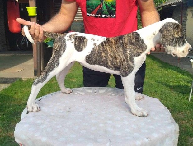 American Bulldog American bulldog  puppies