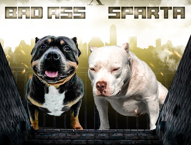 Other American Pocket Bully puppies