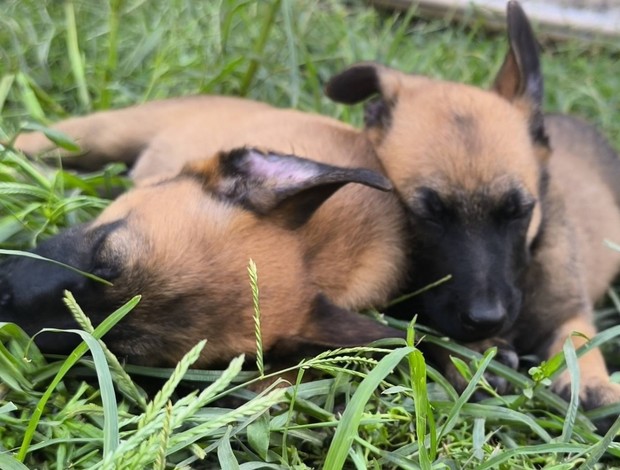 Belgian Shepherd Dog (Malinois) Belgian Shepherd Malinois puppies