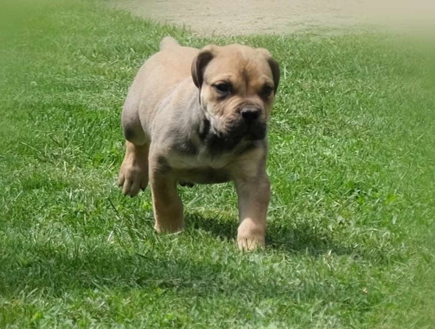 Boerboel Boerboel South African Mastiff puppies