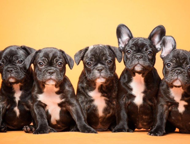 French Bulldog French Bulldog  puppies