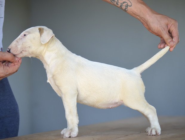 Bull Terrier Standard bull terrier puppies