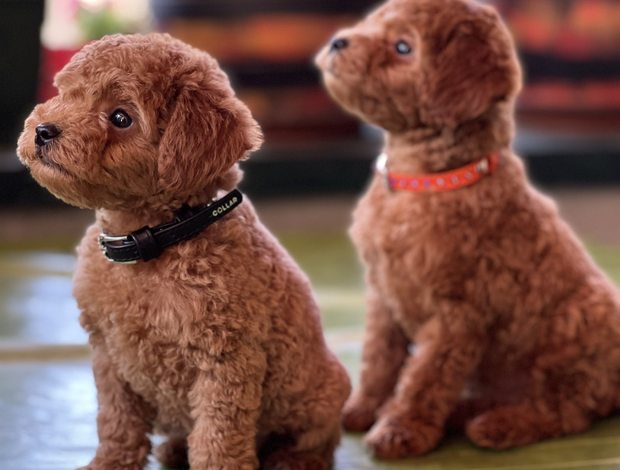 Poodle Miniature Poodle puppies