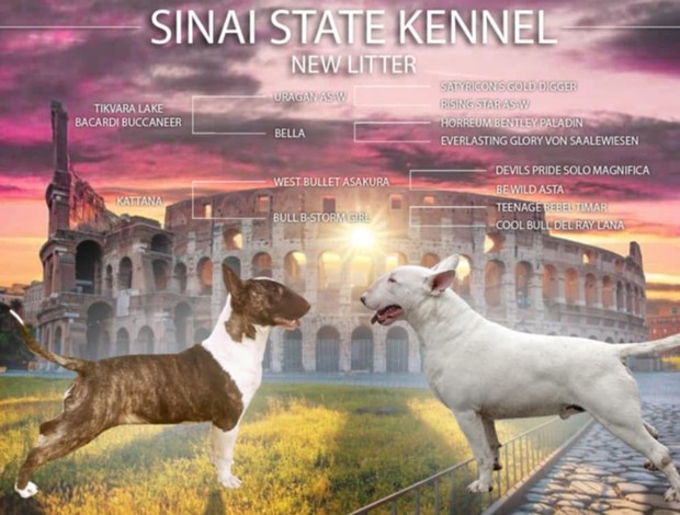 Bull Terrier Bull Terrier puppy