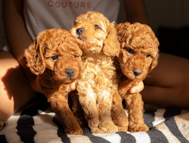 Poodle RED Dwarf Poodle  puppies for sale