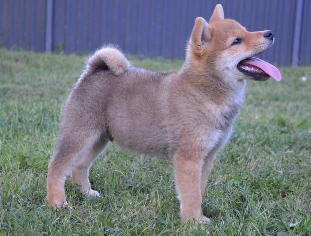Shiba Inu Shiba Inu puppies