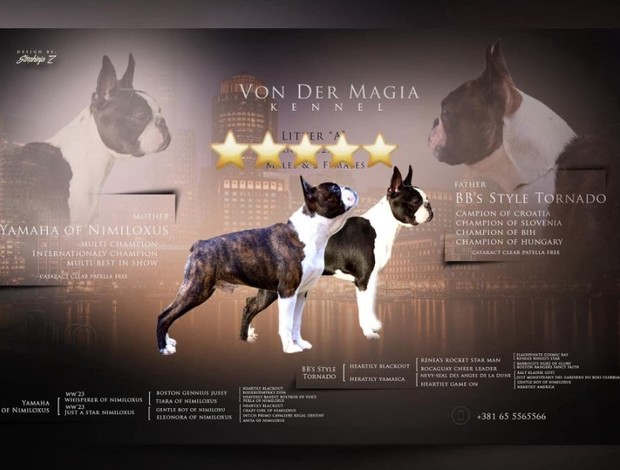 Boston Terrier Boston Terrier  puppies for sale