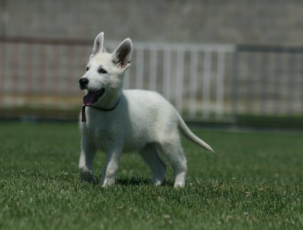 White Shepherd White Swiss Shepherd puppies