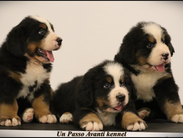 Bernese Mountain Dog Bernese Mountain Dog puppies