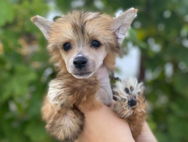 Chinese Crested Dog Chinese Crested  puppies