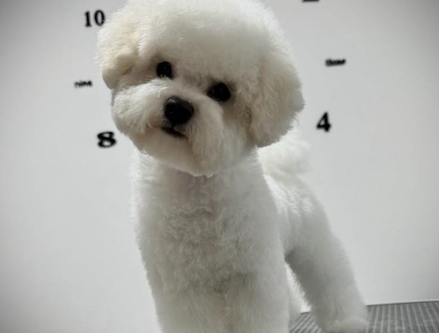 Bichon Frise Bichon Frise female puppy
