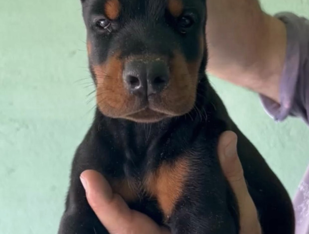 Doberman Pinscher Doberman  puppies for sale