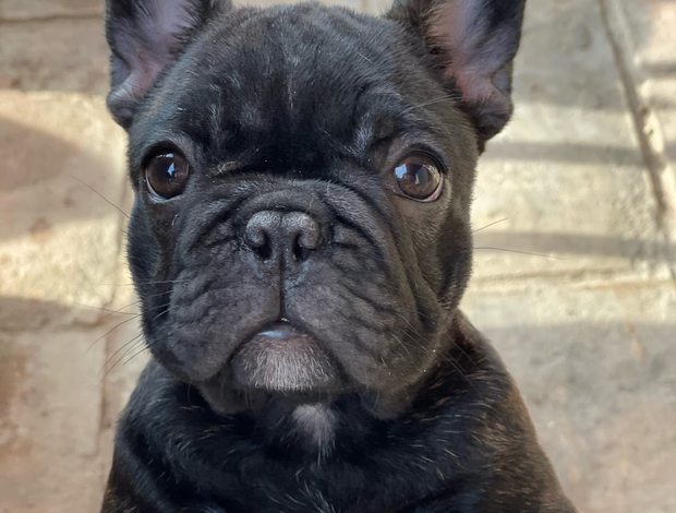 French Bulldog French Bulldog puppies