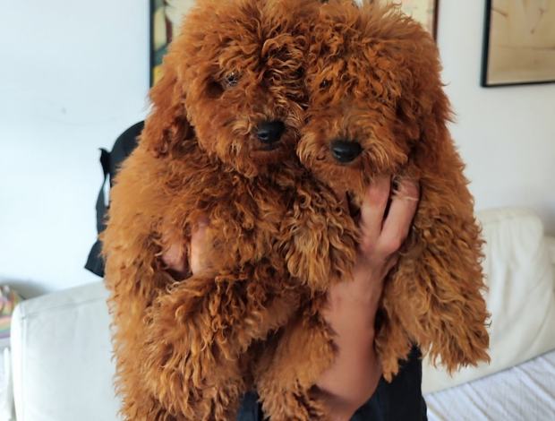 Poodle Red Miniature Poodle puppies