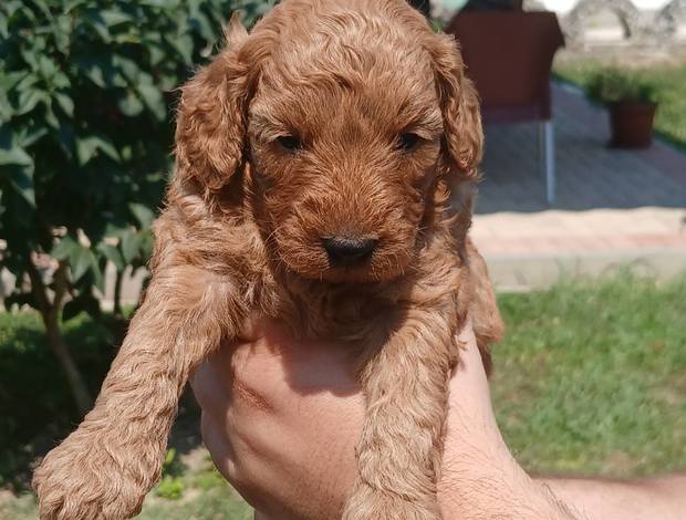 Poodle Toy Poodle  puppies for sale