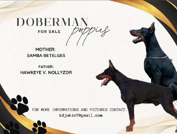 Doberman Pinscher DOBERMAN puppies