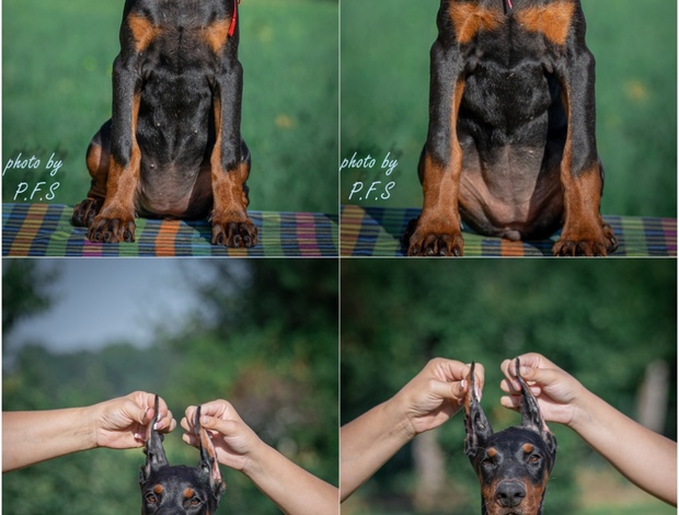 Doberman Pinscher Doberman  puppies for sale