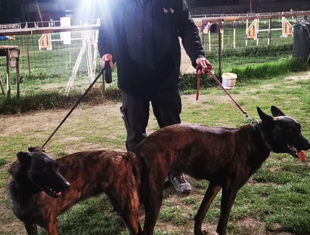 Dutch Shepherd Dog Dutch Shepherd  puppies