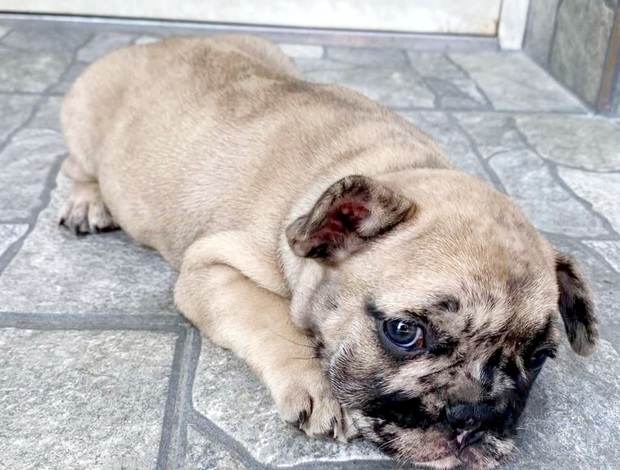 French Bulldog French Bulldog puppy