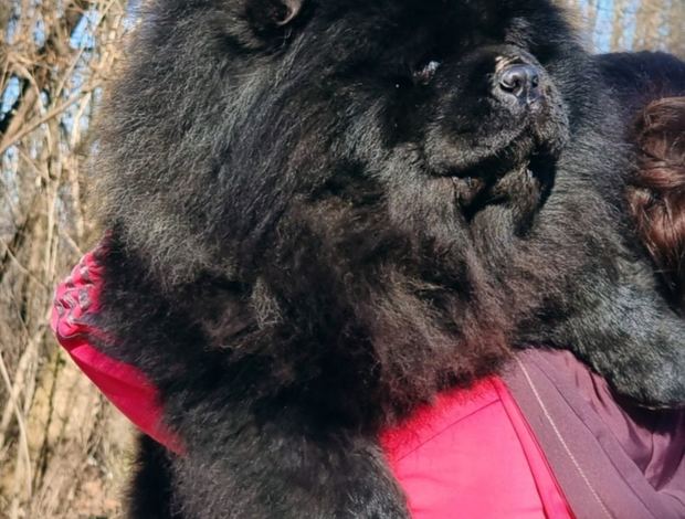Chow Chow Chow Chow dogs for sale