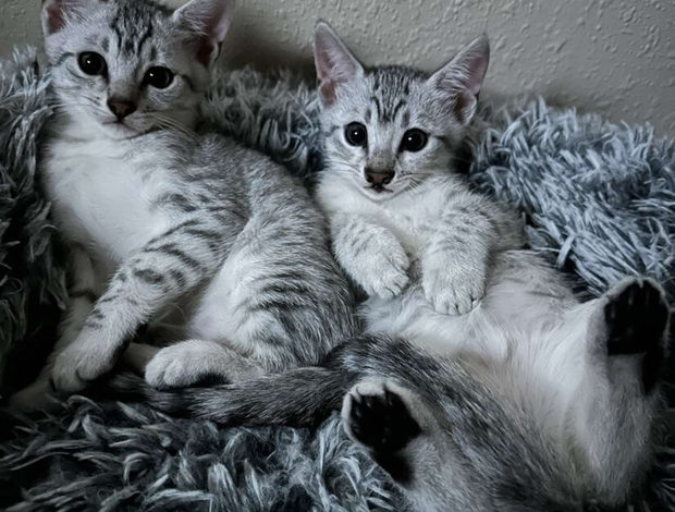 Egyptian Mau Mauma Mia Eygptian Mau Cattery