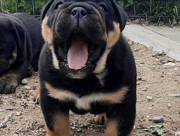 Bulldog English Bulldog puppy