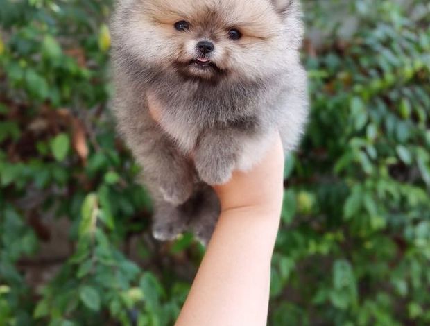 Pomeranian pomeranian puppies for sale