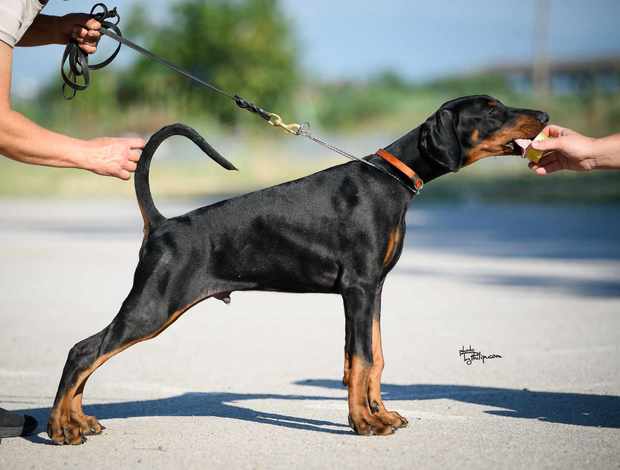 Doberman Pinscher Doberman puppies