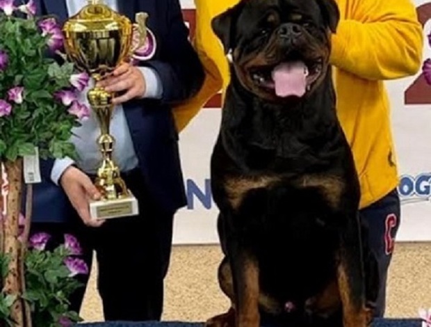 Rottweiler Rottweiler
