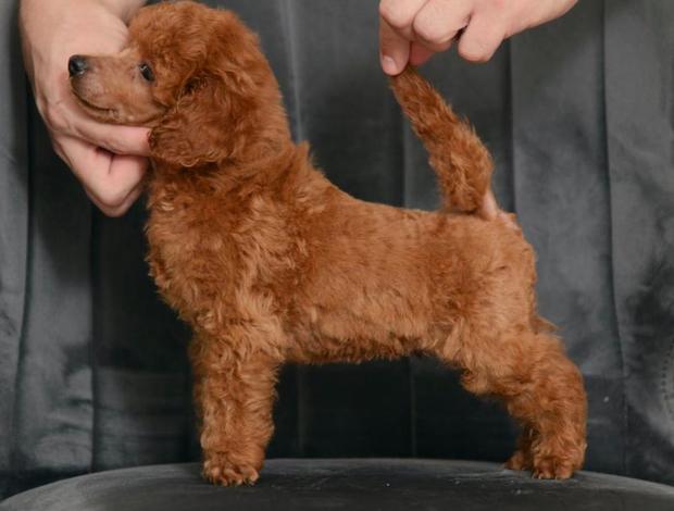 Poodle Red miniature poodle puppies