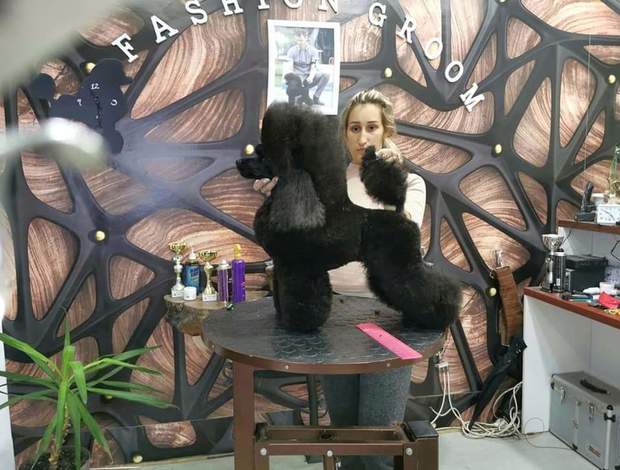 Poodle Toy Poodle  female puppy for sale