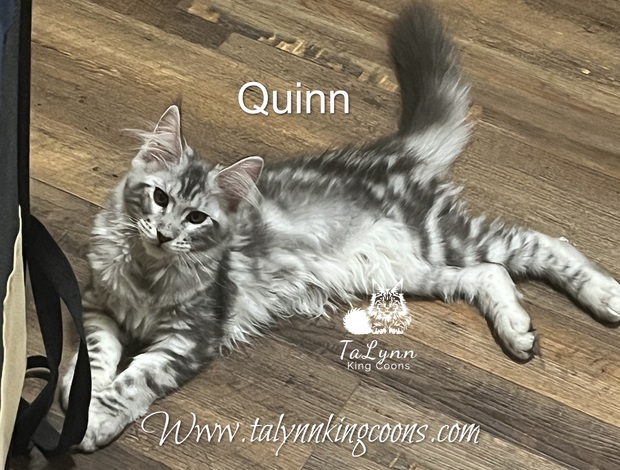 Maine Coon Maine Coon kitten