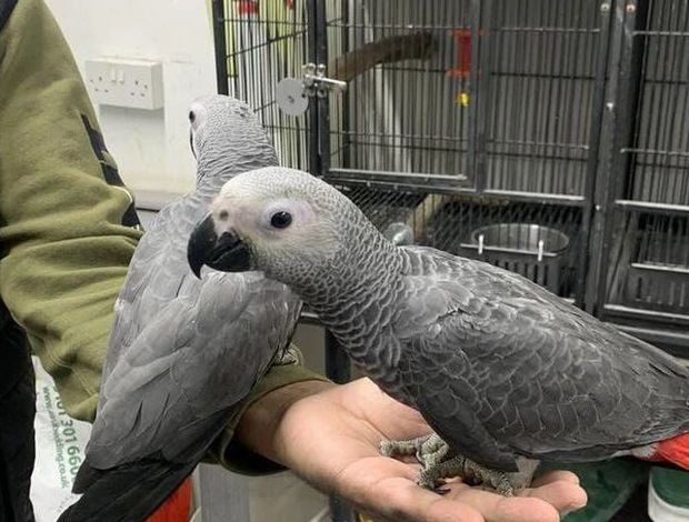 African Grey Parrot X-Mas African Grey baby Parrots Available