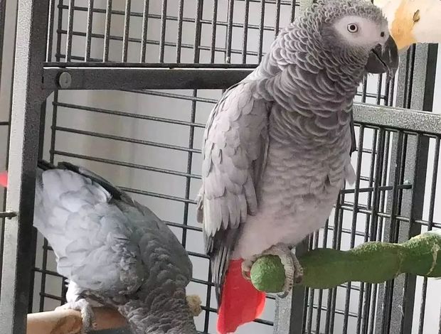 African Grey Parrot Intelligent Congo Grey Parrots with Cage