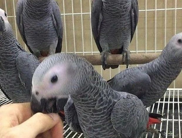 African Grey Parrot Congo  African Grey Parrots DNA Tested