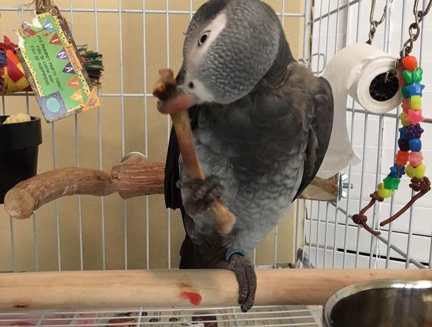 African Grey Parrot Bonded friendly African Grey Parrots for your kids