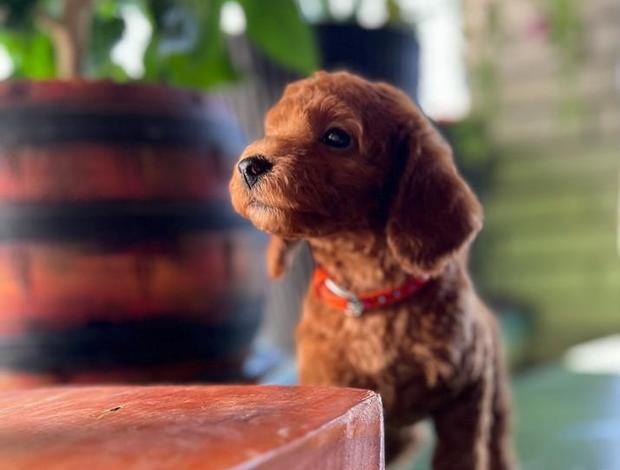 Poodle Miniature Poodle puppies