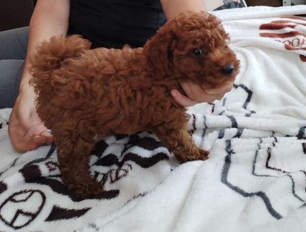 Poodle Red to that poodle