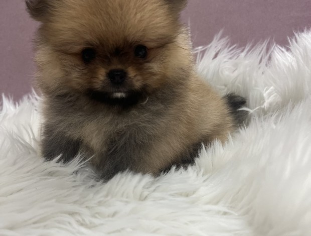 Pomeranian Pomeranian BOO  puppies