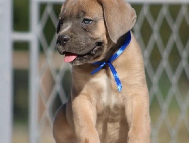 Cane Corso Cane Corso puppies