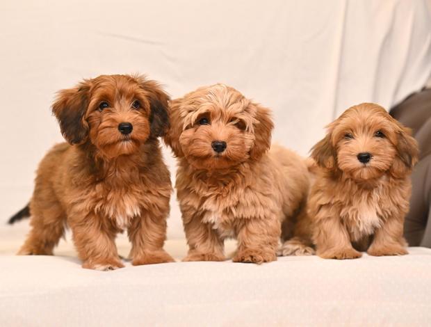 Havanese Havanese Bichon puppies